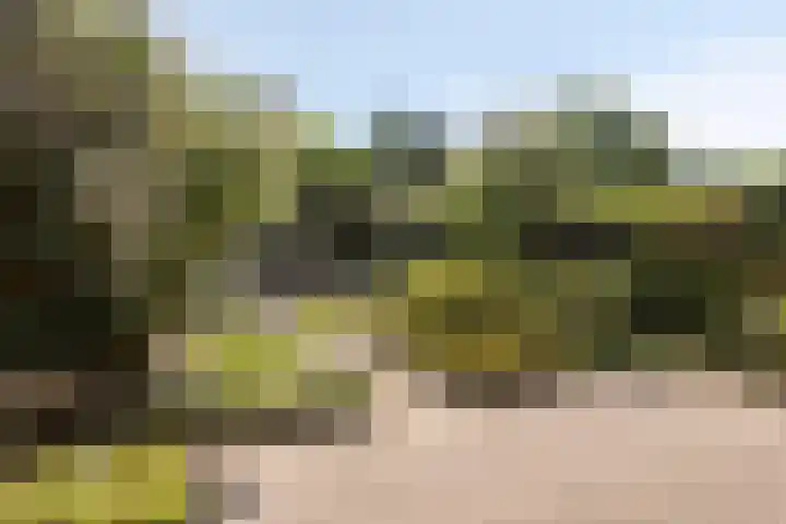 Wit Hollandven 11 Goirle thumbnail 28