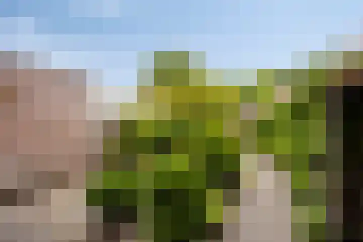 Wit Hollandven 25 Goirle thumbnail 32