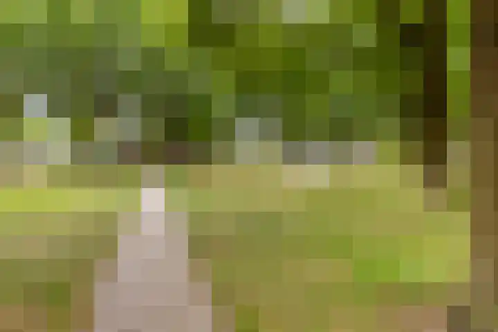 Wit Hollandven 25 Goirle thumbnail 44