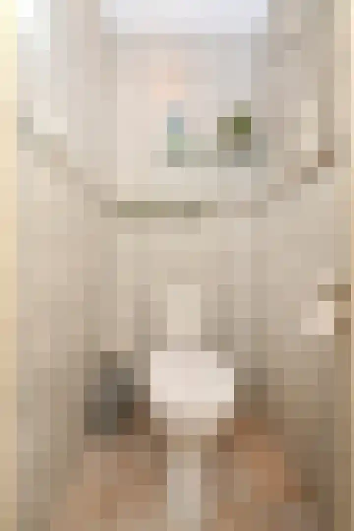 Wit Kruis 1 Steenbergen thumbnail 6