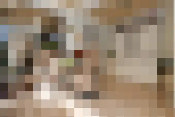 Wit Kruis 1 Steenbergen thumbnail 9