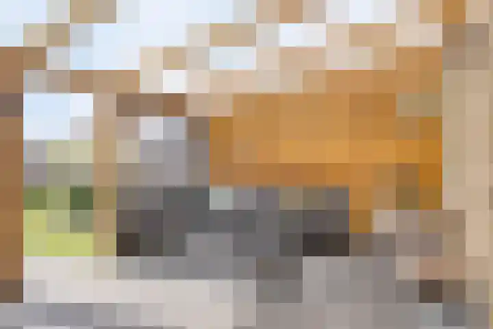 Witbolgras 2 Meppel thumbnail 34