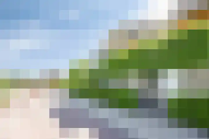 Witbolgras 2 Meppel thumbnail 41