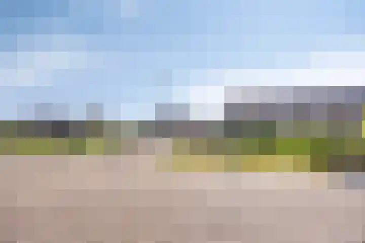 Witbolgras 2 Meppel thumbnail 42