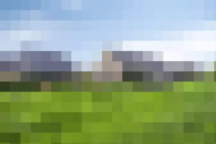 Witbolgras 2 Meppel thumbnail 43