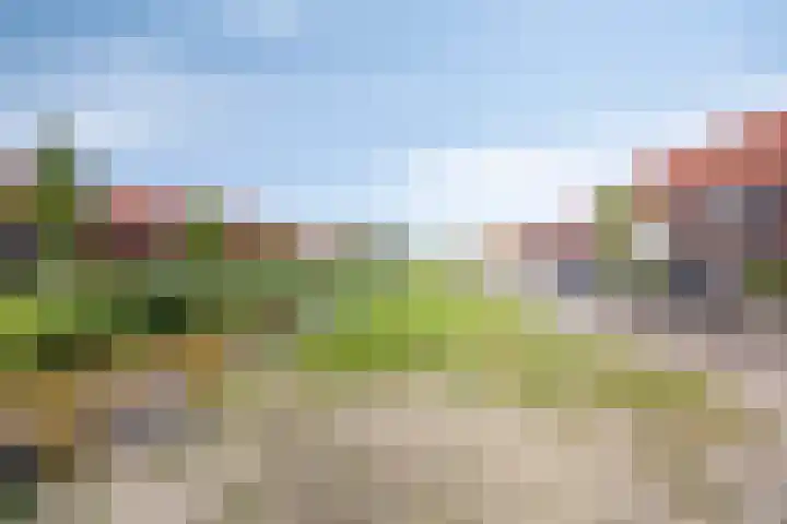 Witbolgras 2 Meppel thumbnail 44