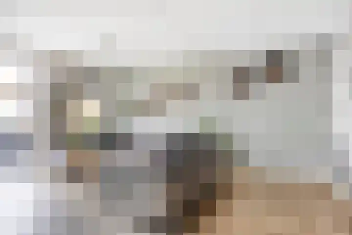 Witbolgras 2 Meppel thumbnail 8