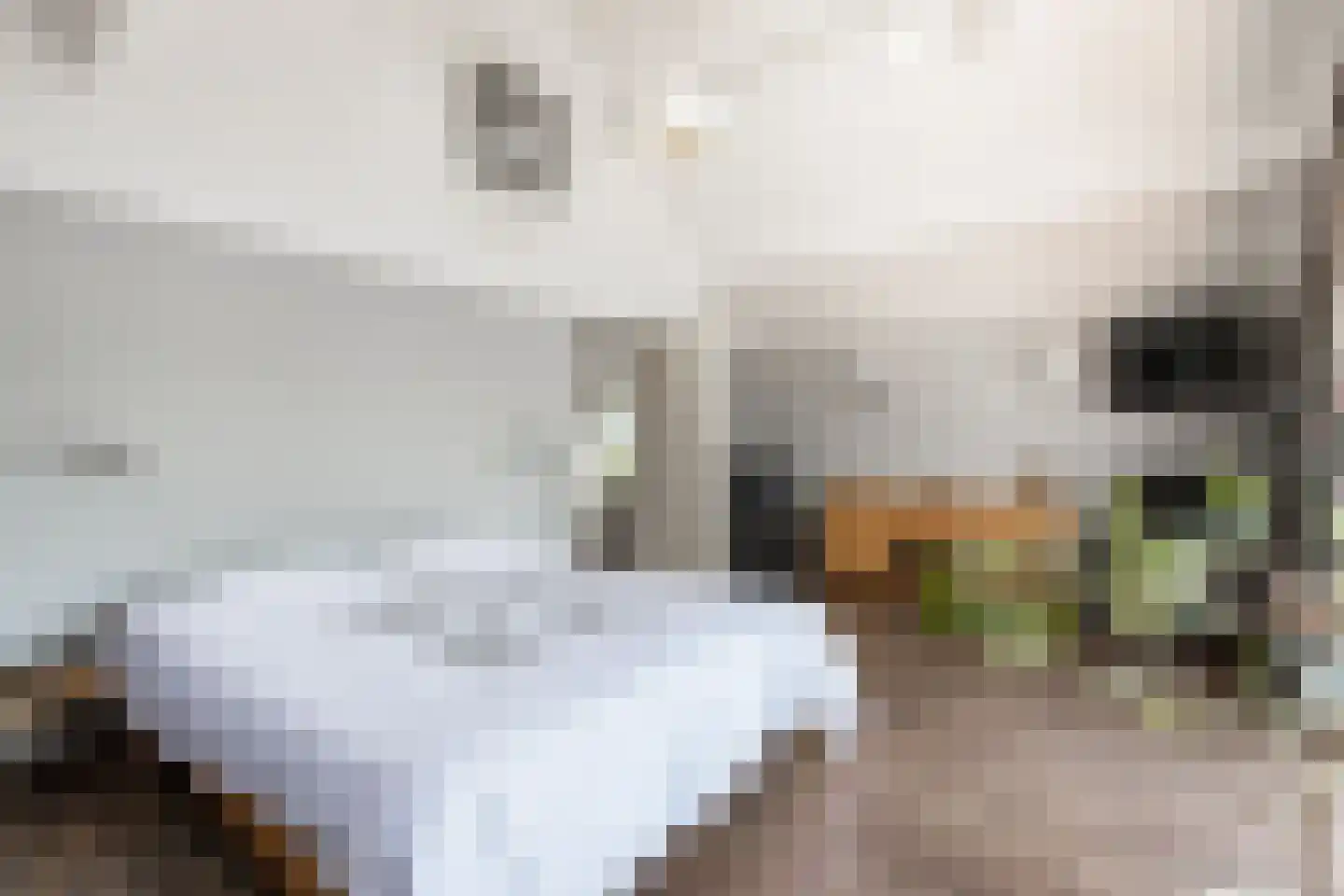 Witboomstraat 48 Veen thumbnail 19