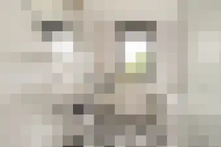 Witbrantlaan West 33 Tilburg thumbnail 26