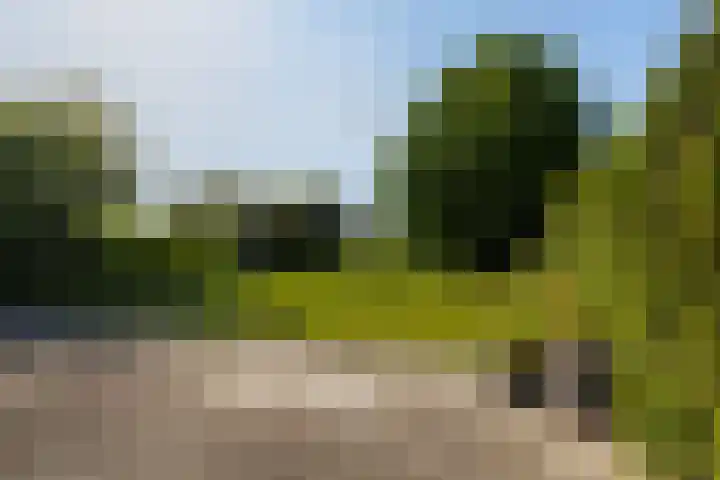 Wite Finne 1 Goutum thumbnail 20