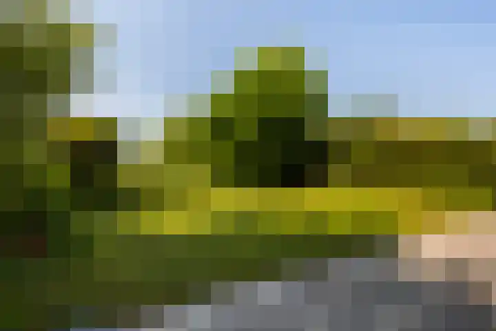 Wite Finne 1 Goutum thumbnail 22