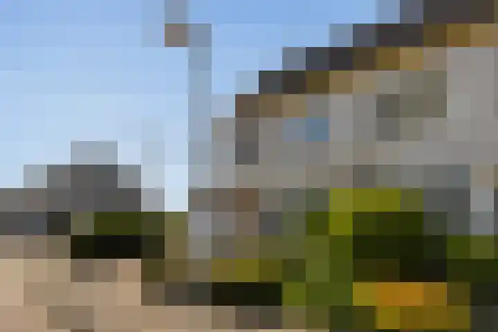 Wite Finne 1 Goutum thumbnail 42
