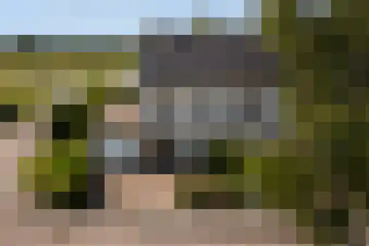 Wite Finne 1 Goutum thumbnail 44