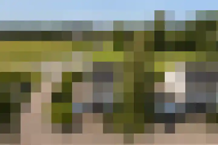 Wite Finne 1 Goutum thumbnail 47