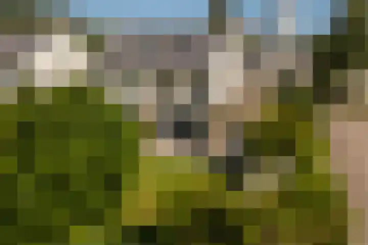 Wite Finne 1 Goutum thumbnail 48