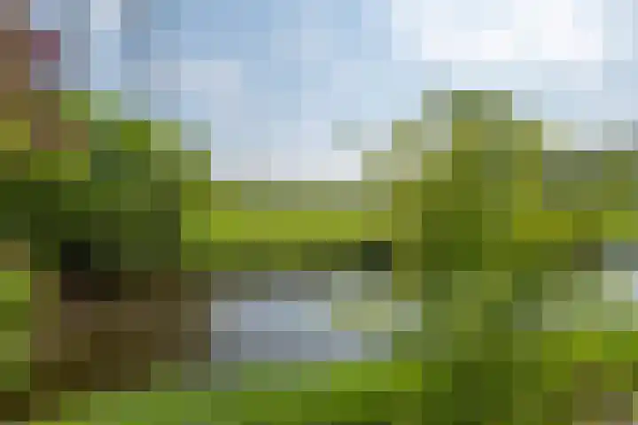 Wite Finne 41 Goutum thumbnail 48