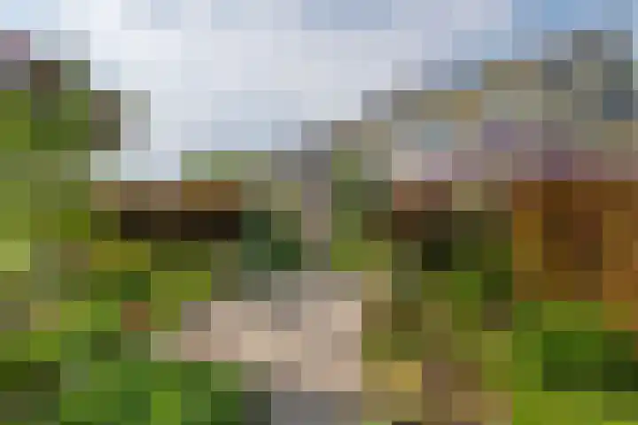 Wite Finne 41 Goutum thumbnail 49
