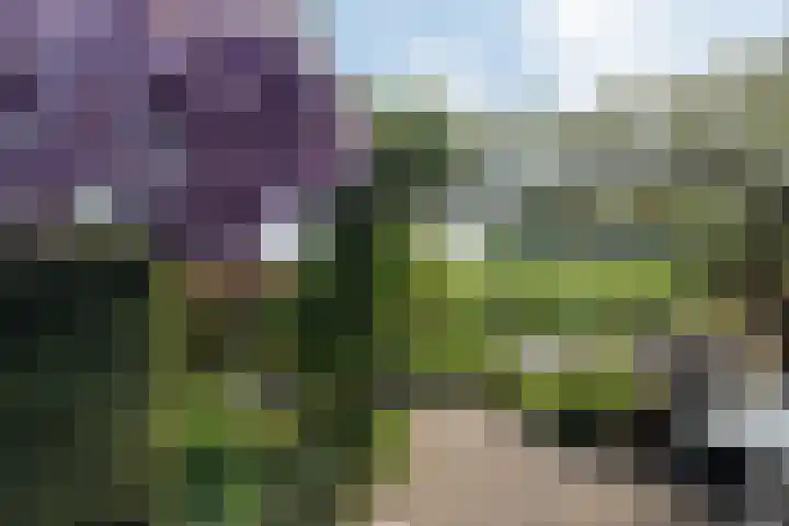 Wite Finne 41 Goutum thumbnail 53