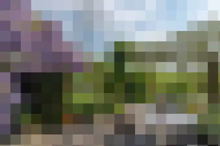 Wite Finne 41 Goutum thumbnail 54