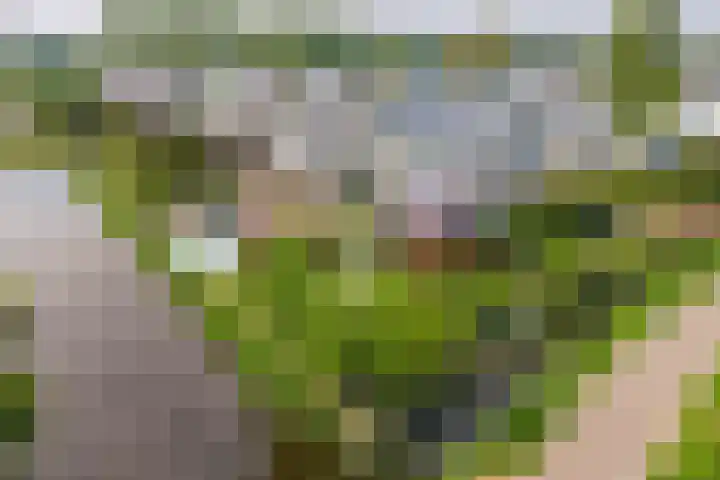 Wite Finne 41 Goutum thumbnail 56