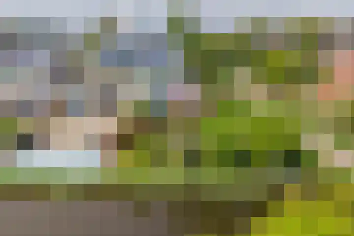 Wite Finne 41 Goutum thumbnail 57