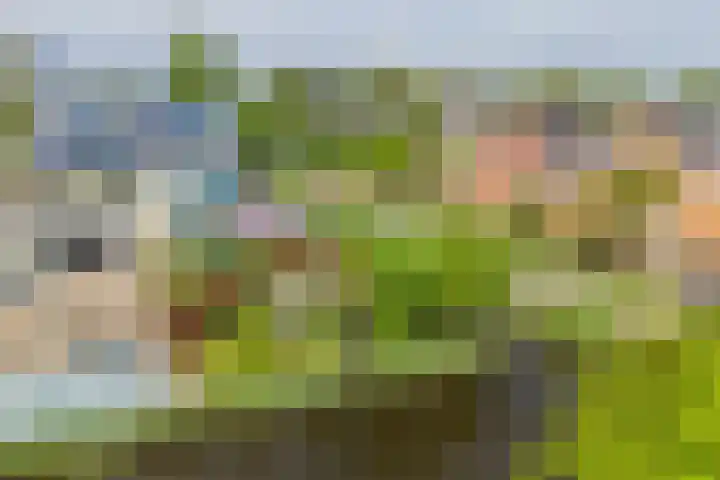 Wite Finne 41 Goutum thumbnail 58