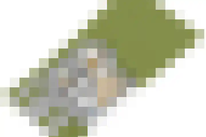 Wite Finne 41 Goutum thumbnail 66