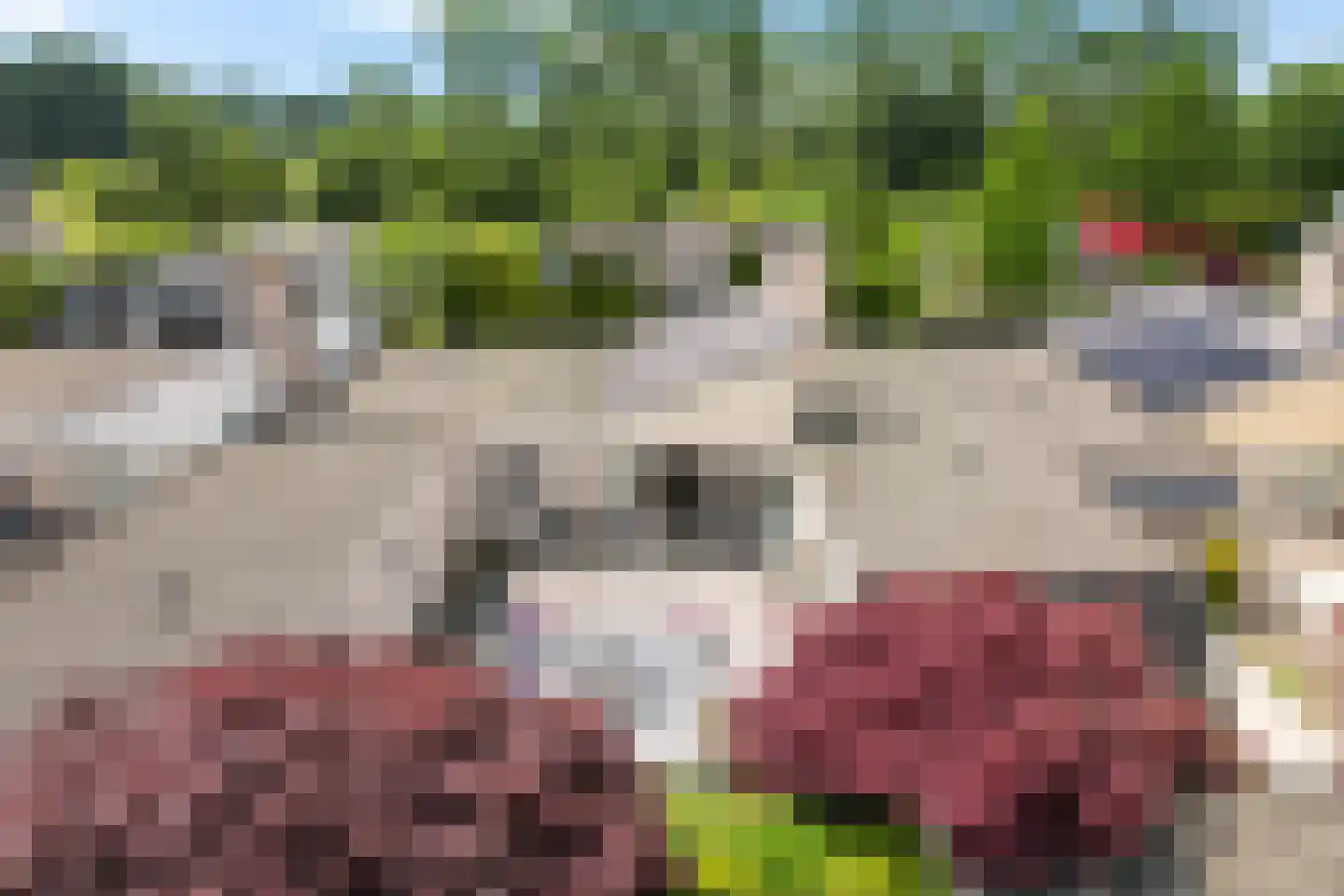 Wite Finne 6 Goutum thumbnail 10