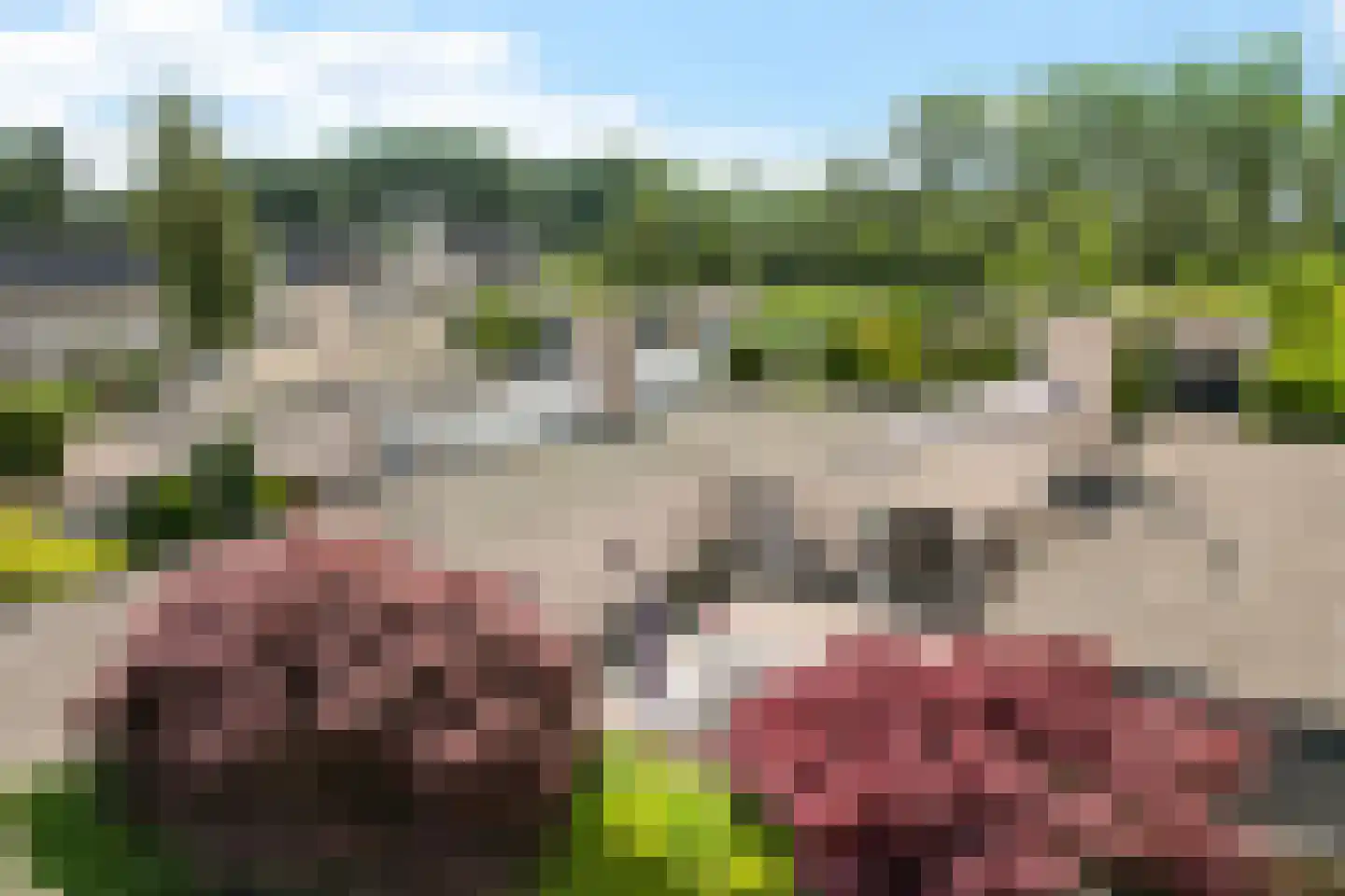 Wite Finne 6 Goutum thumbnail 10