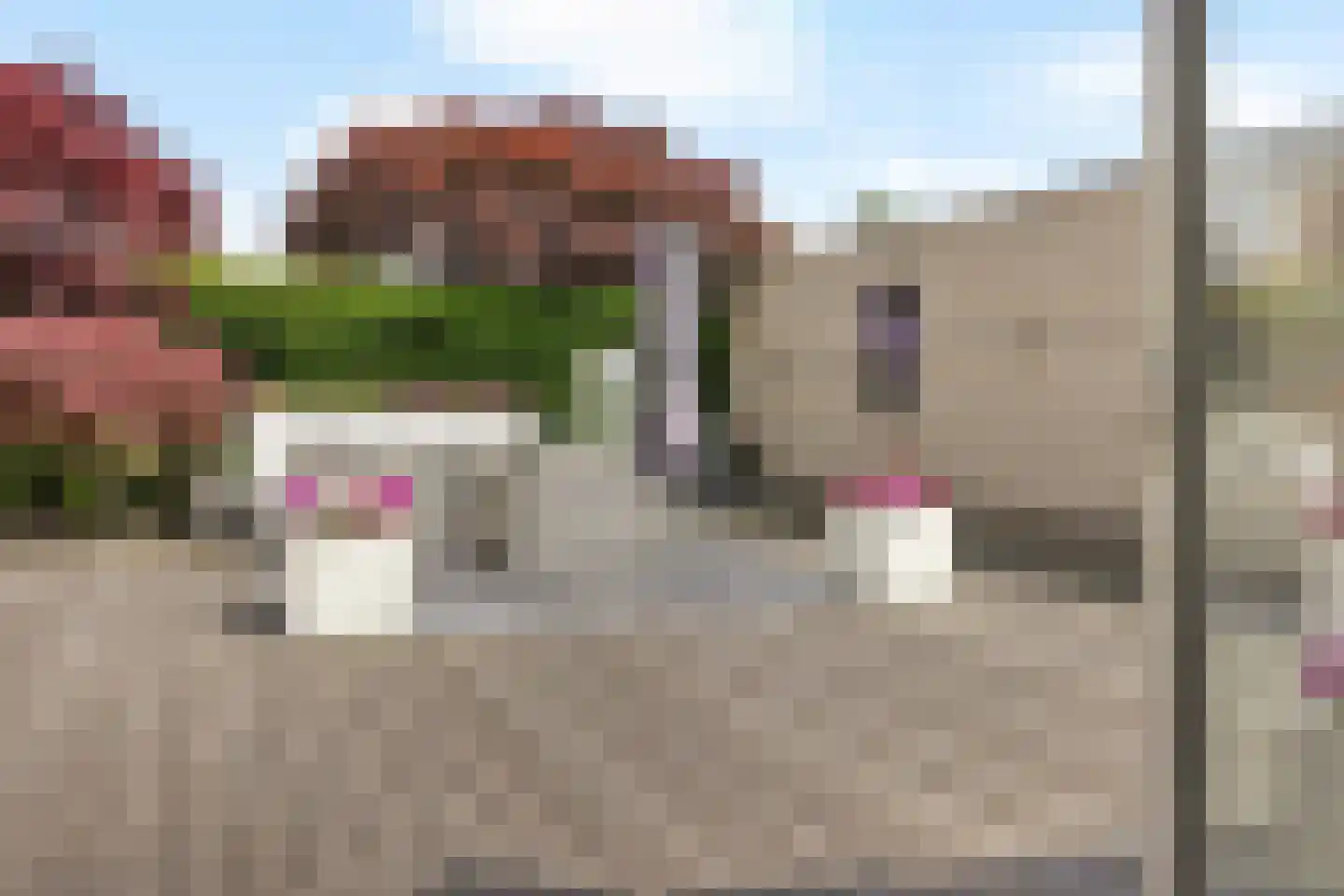 Wite Finne 6 Goutum thumbnail 5