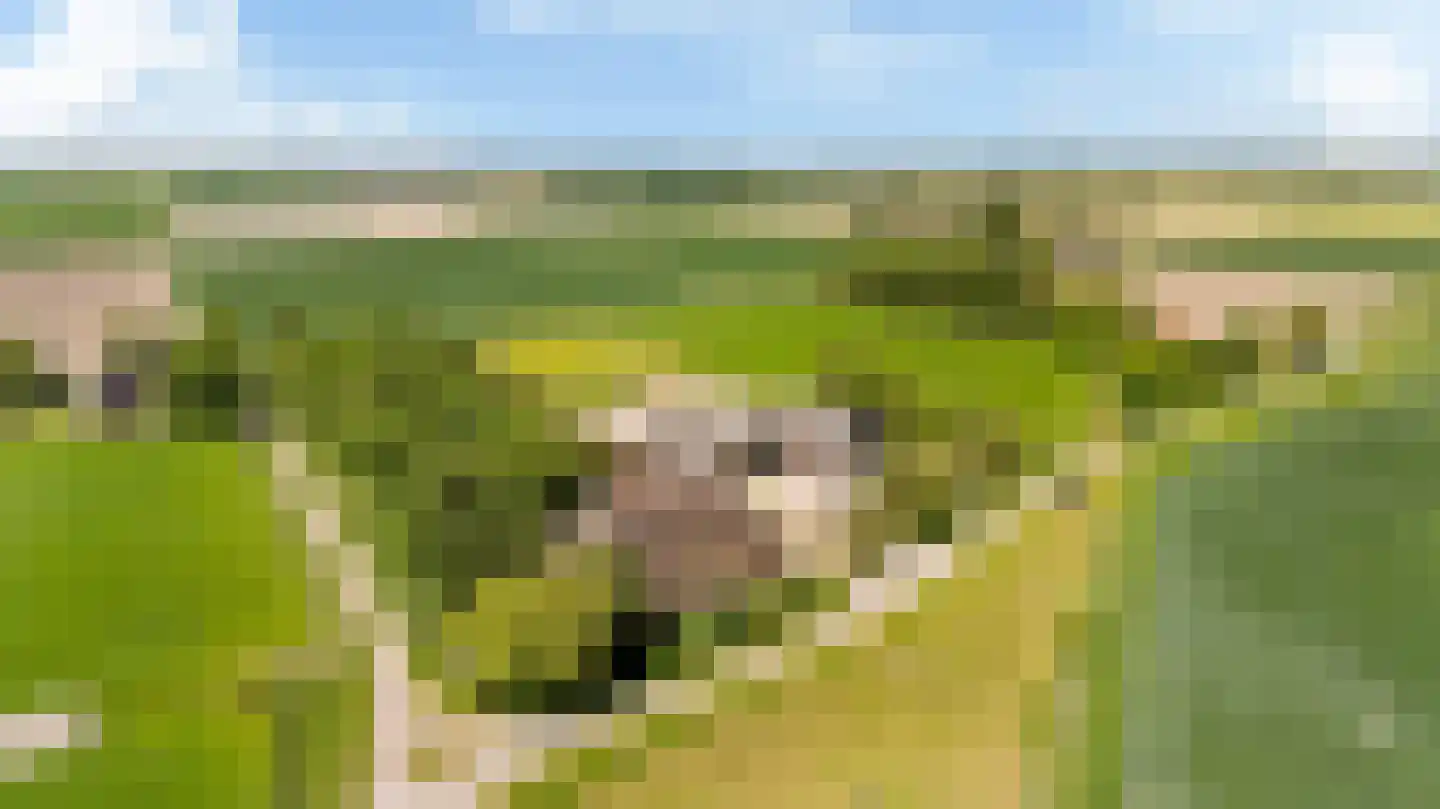 Witewei 2 Stiens