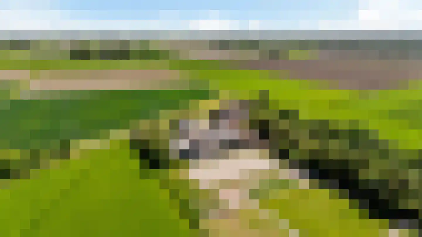 Witewei 2 Stiens foto 3