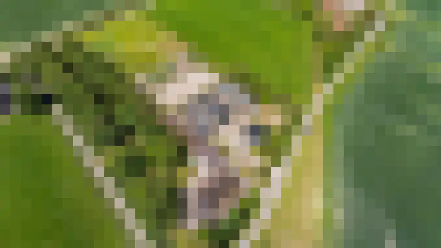 Witewei 2 Stiens thumbnail 53