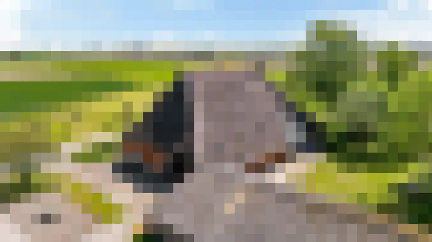 Witewei 2 Stiens thumbnail 60