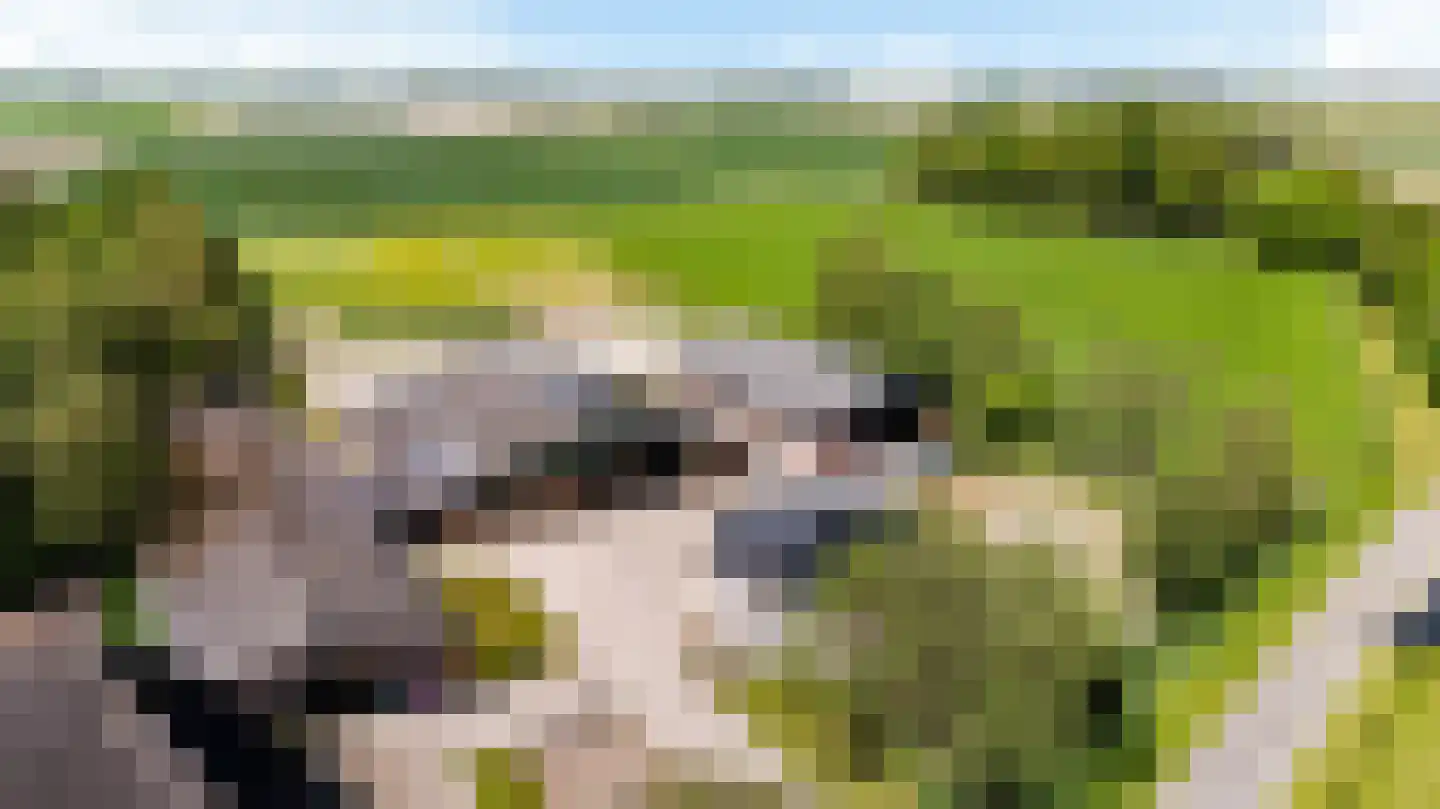 Witewei 2 Stiens thumbnail 65