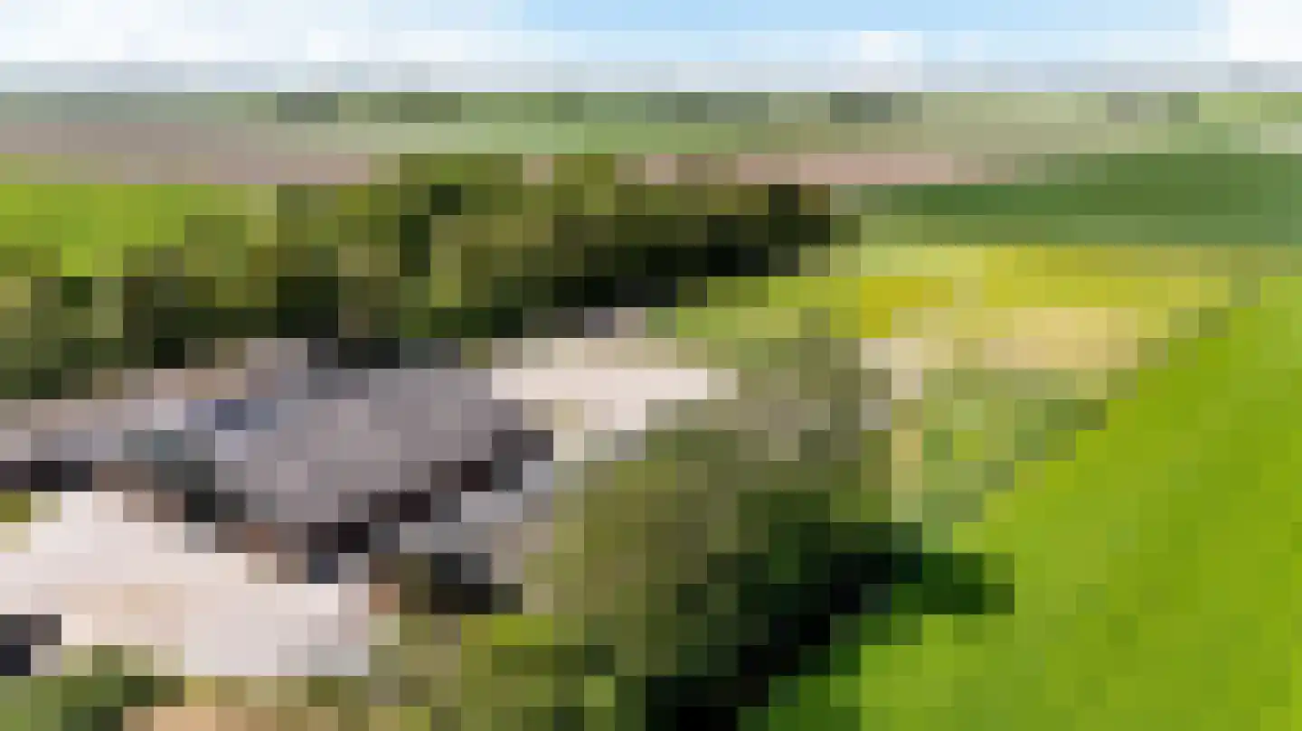Witewei 2 Stiens thumbnail 66