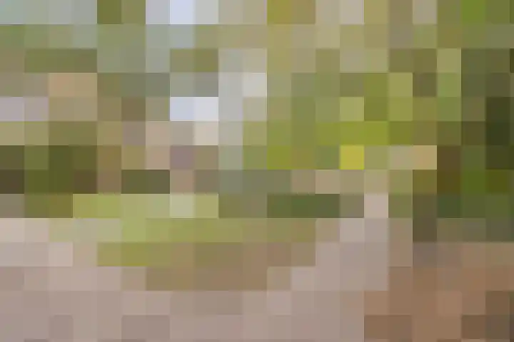 Withof 7 Ulvenhout thumbnail 47