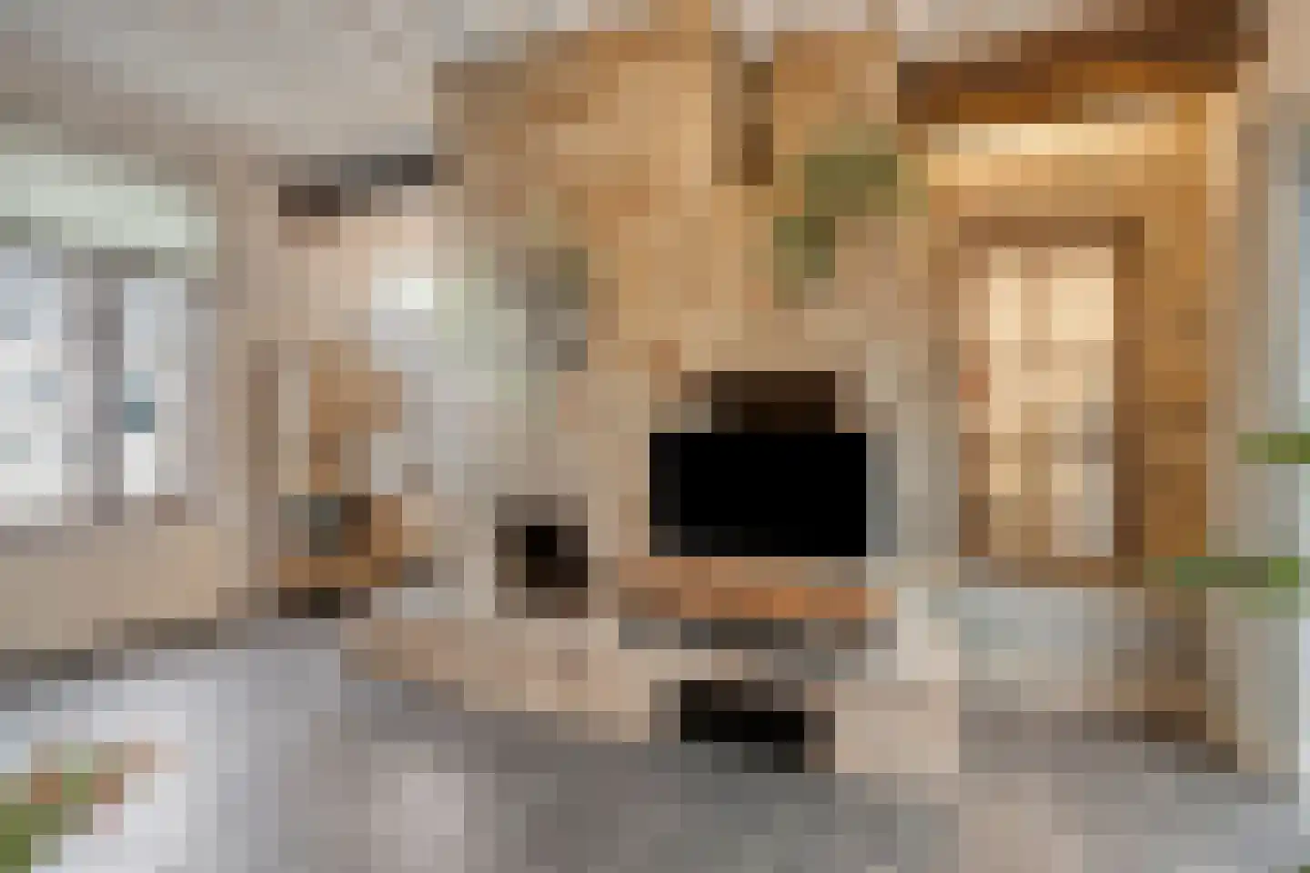 Withuis 16 Eijsden thumbnail 11