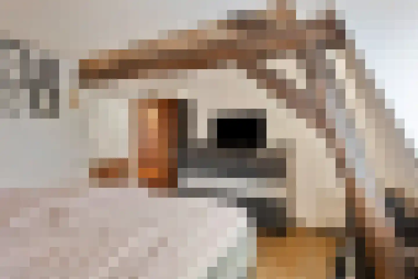 Withuis 16 Eijsden thumbnail 29