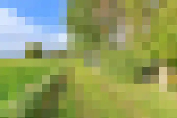Witkoelenweg 6 Eesergroen thumbnail 13