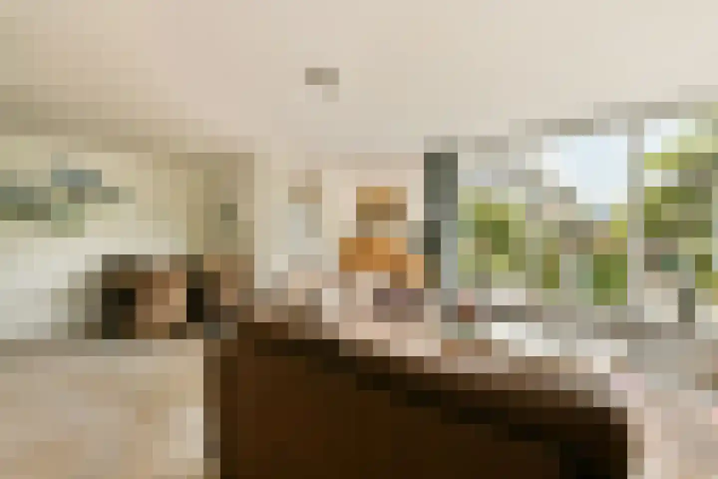 Witkopeend 9 Uithoorn thumbnail 10