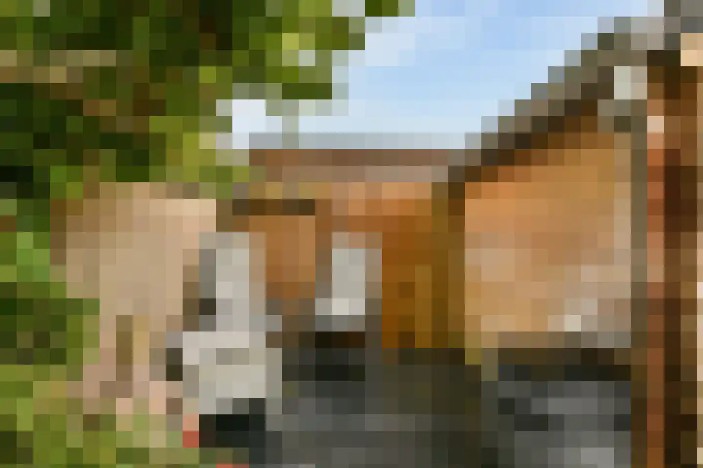 Witkopeend 9 Uithoorn thumbnail 18