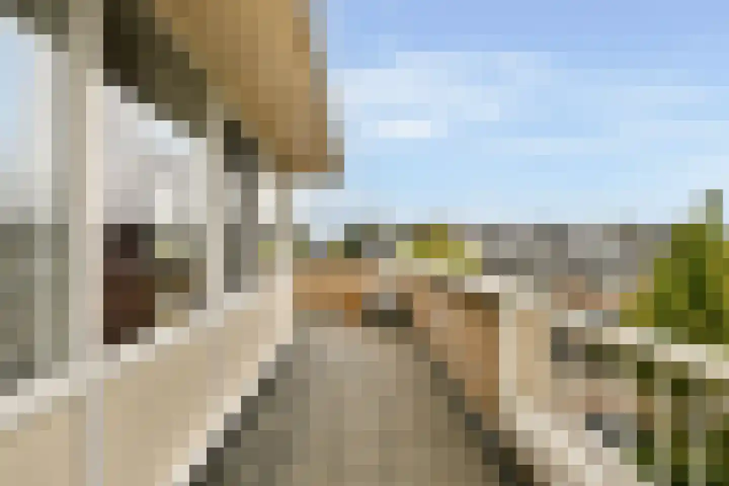 Witkopeend 9 Uithoorn thumbnail 29