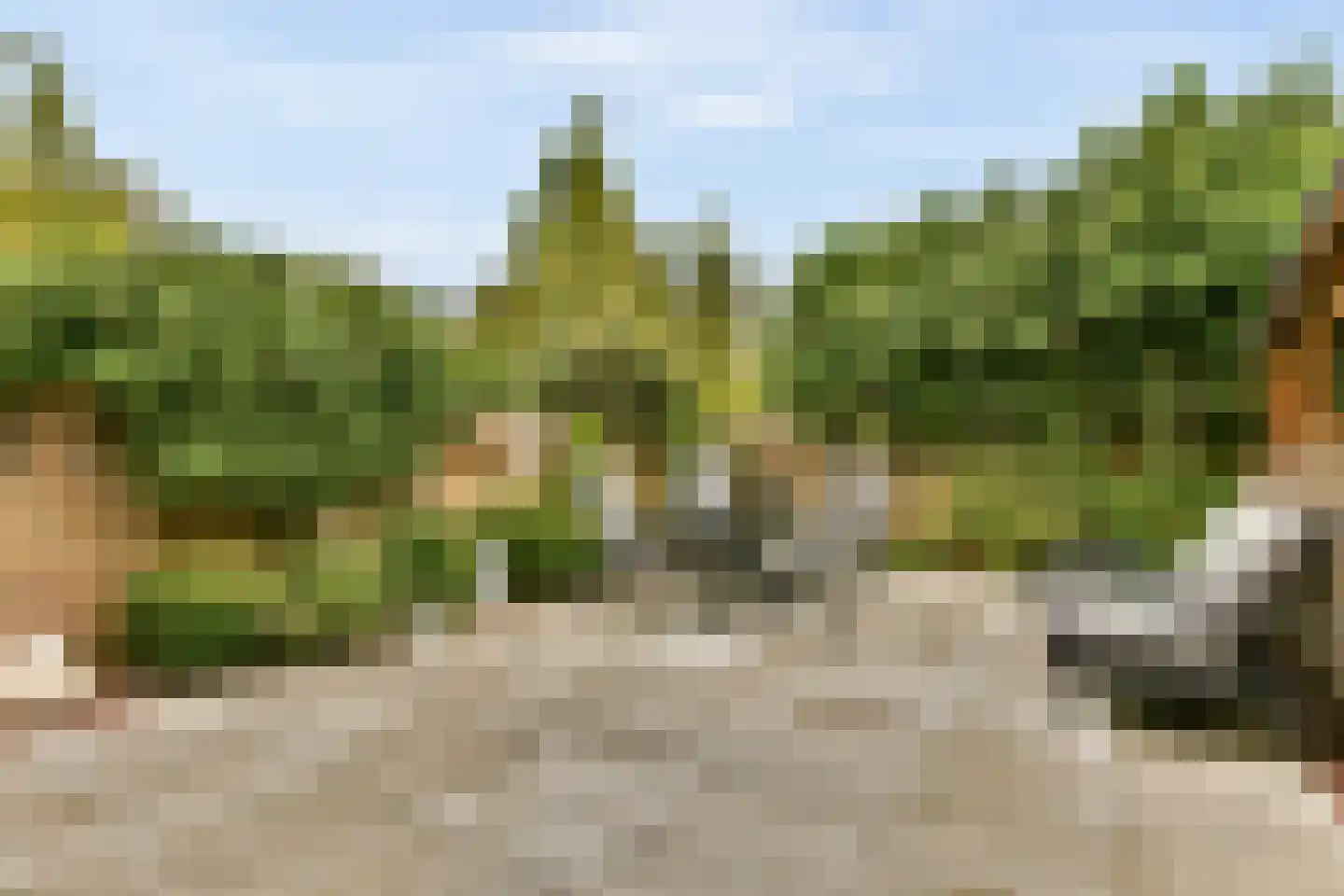 Witkopeend 9 Uithoorn thumbnail 4
