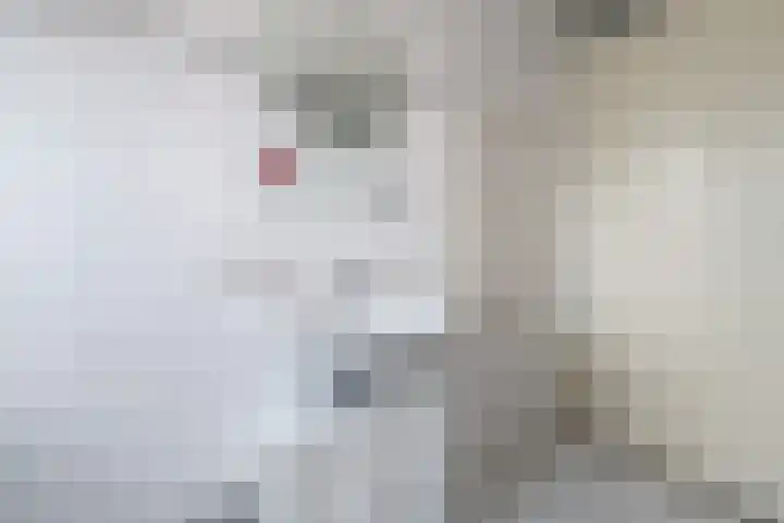 Witmos 14 Houten thumbnail 29