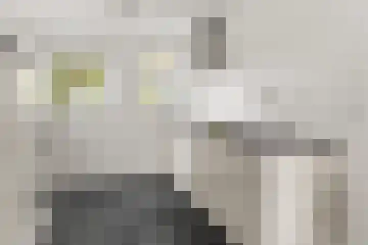 Witmos 2 Houten thumbnail 14