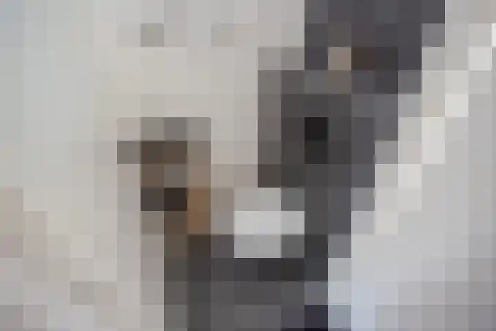 Witmos 25 Nieuwerkerk aan den IJssel thumbnail 20
