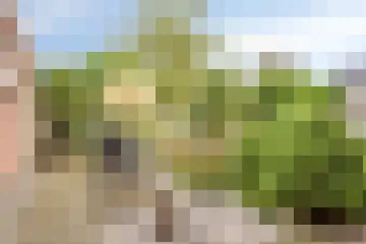 Witte Dam 26 Kwadendamme thumbnail 34