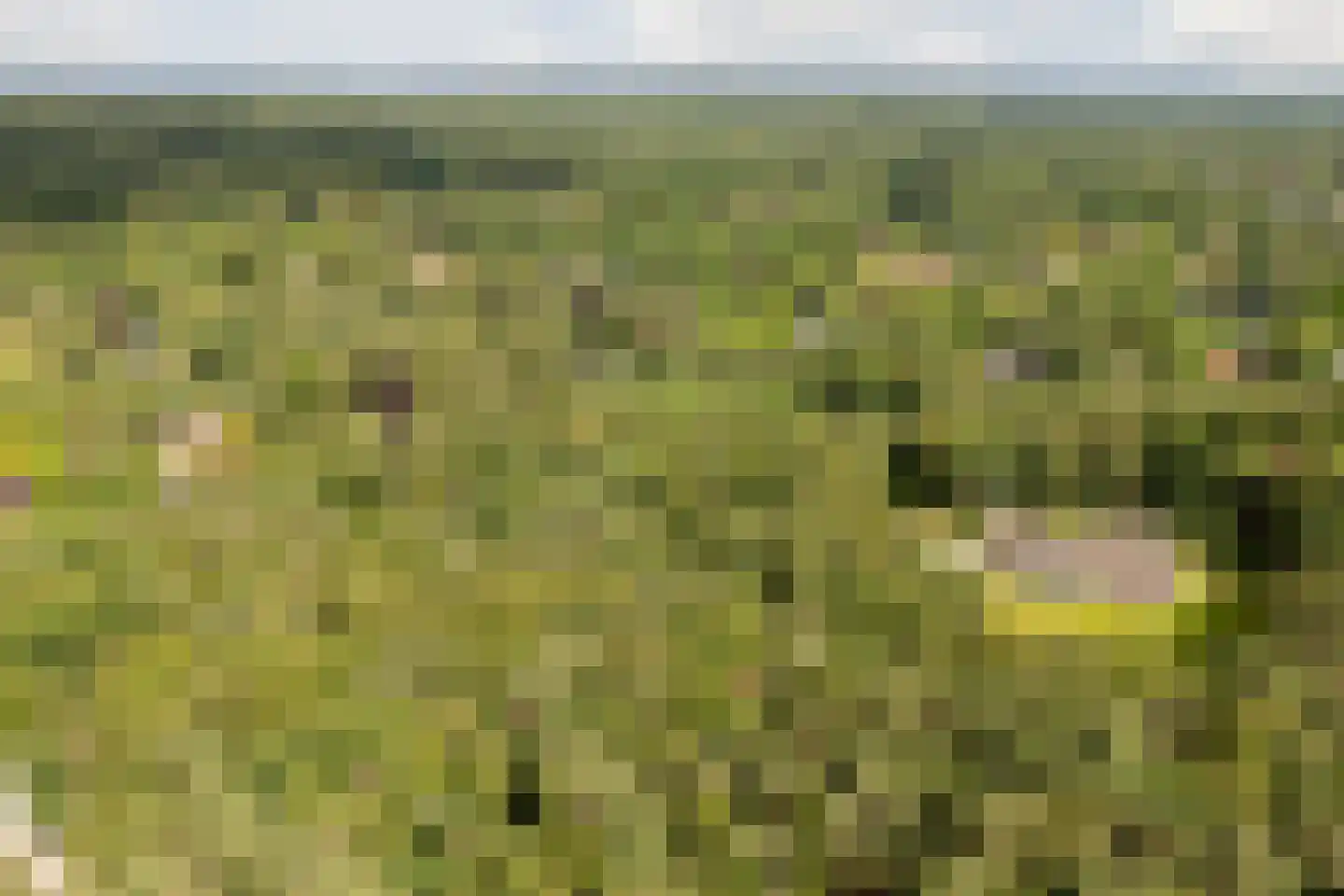Witte de Withlaan 10 Doorn thumbnail 41