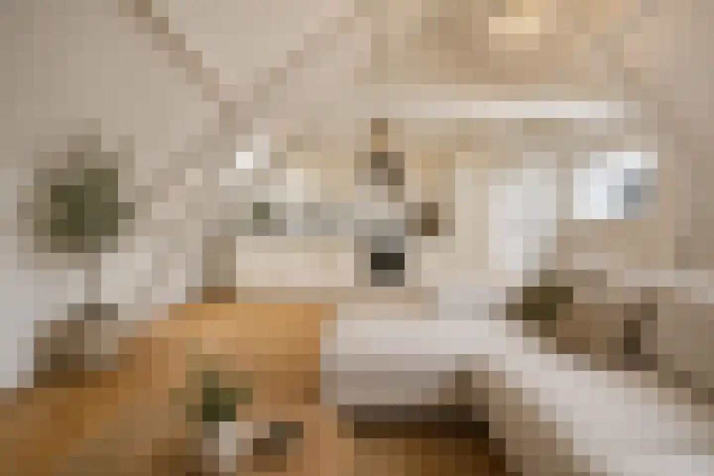 Witte de Withstraat 24 Den Haag thumbnail 24